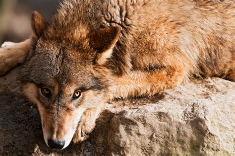 Free photo: Brown Wolf - Animal, Hunter, Wolf - Free Download - Jooinn