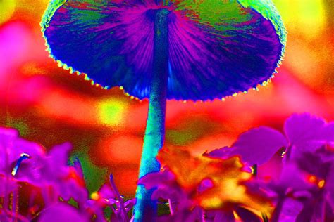 Magic Mushroom They Cause Hallucinations You Know A Psych Flickr