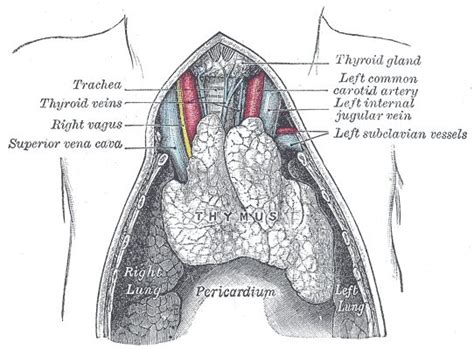 Thymus Gland Functions