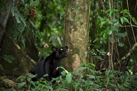 Jaguar Panthera Onca Melanistic Dark Bild Kaufen