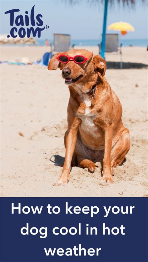How To Keep Your Dog Cool In Hot Weather Dogs Dog Care Pet Safety