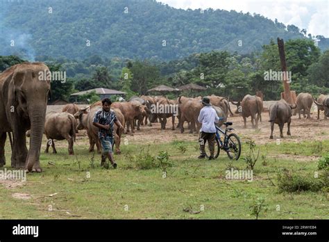 Buffalo herd seen at the Elephant Nature Park, a rescue and