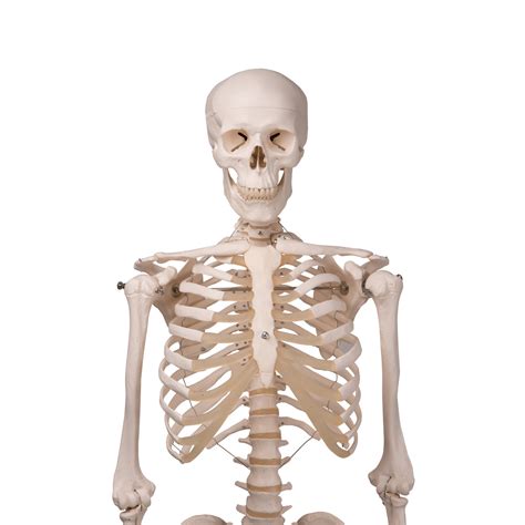 Human Skeleton Model Human Anatomical Skeleton Hanging Version