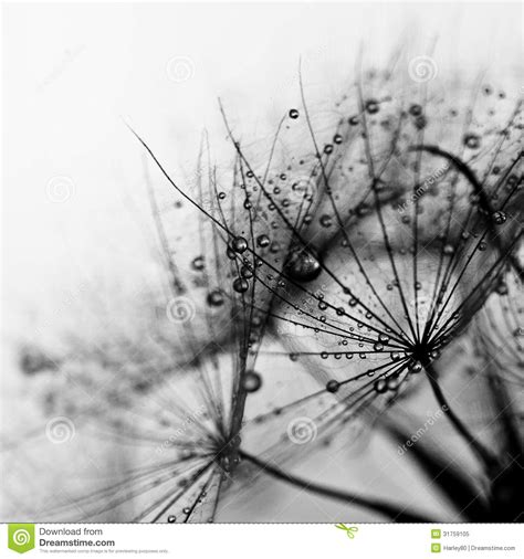 Abstract Dandelion Flower Background Extreme Closeup