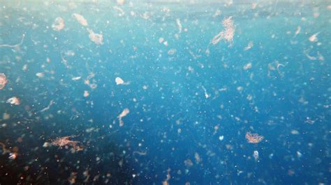 Microplastic Has Been Found Deep In The Sea Axios