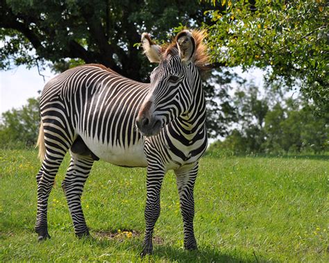 Male Grevys Zebra License From Getty Images Click Here Flickr