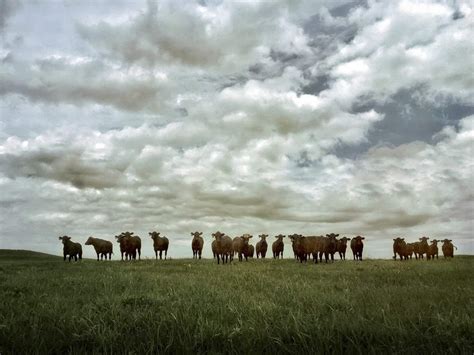 8 Tips For Incredible Rural Landscape Photography On Iphone