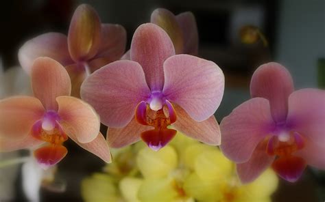Orchids Beautiful Orchids Pictures Beautiful Orchids Orchid Wallpaper