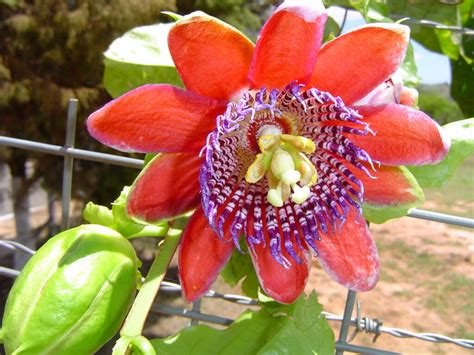 Passion Fruit Flower A Kind Of Passion Fruit Flower One O Flickr