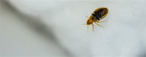 How Do You Get Bed Bugs The Causes Of Bed Bugs Jg Pest