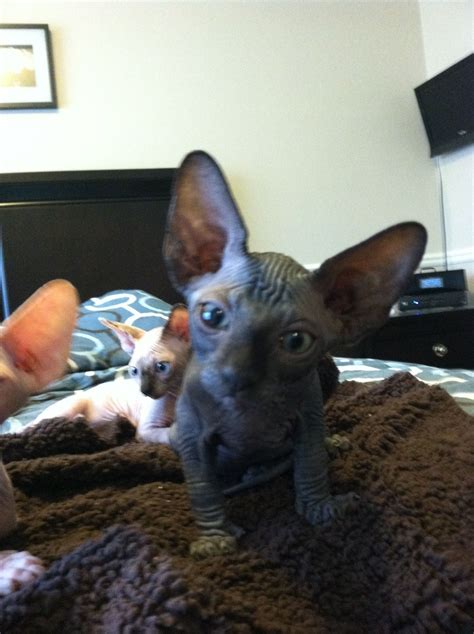 Sphynx Hairless Kittens Born 4 27 2012 So Adorable Love These