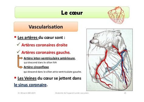 Anatomie Cardio Circulatoire