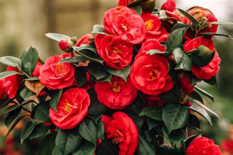 Can Camellias Grow In Full Shade