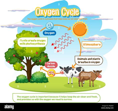 Oxygen Cycle Diagram For Science Education Illustration Stock Vector