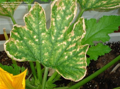 Further, your leaves show definite lines of yellow. Beginner Gardening: 4 sick plants (tomato, cucumber ...