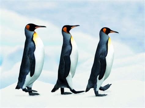 Free Penguin Wallpaper Screensavers Wallpapersafari