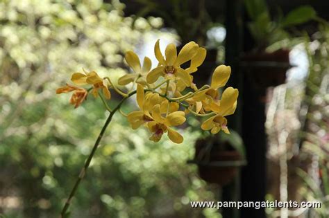 Yellow Mokara Orchids Flower In Euanthe Sanderiana Flowering Plant Detail In Quezon Memorial