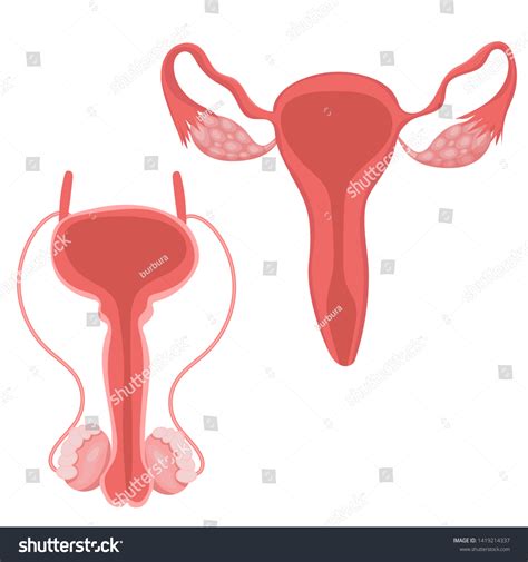 Female Male Reproductive Systems Vector Set Vetor Stock Livre De Direitos 1419214337