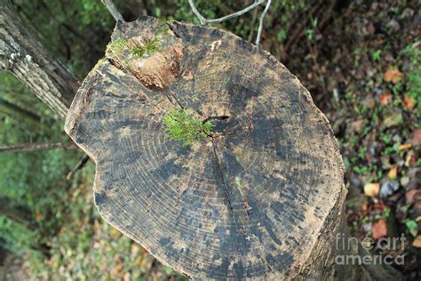 Tree Stump Photograph By Amy Wilkinson