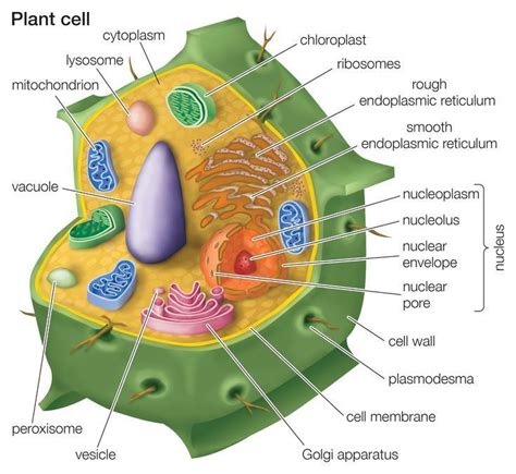 They also contain the enzymes for almost all the cell lipid synthesis hence they are the site for lipid synthesis. Learn About Plant Cell Types and How They're Like Animal ...