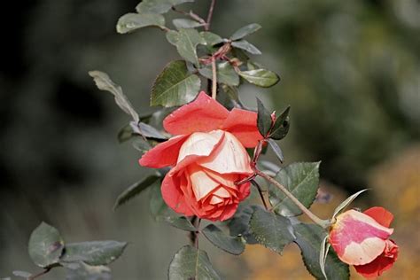 Rosa Rosso Fiore Foto Gratis Su Pixabay