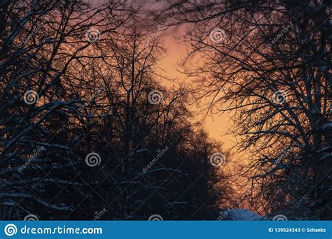 Naked Branches On A Tree Against A Sunset Sun Stock Image Image Of Silhouette Environment