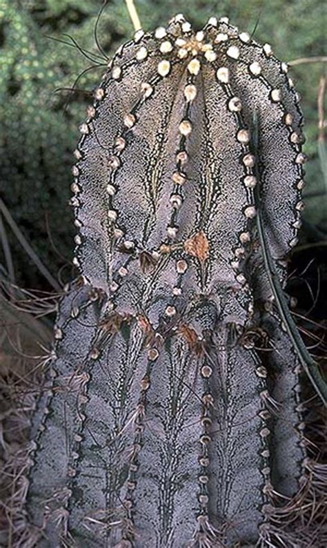 Unusual And Exotic Cacti Plants From Seeds