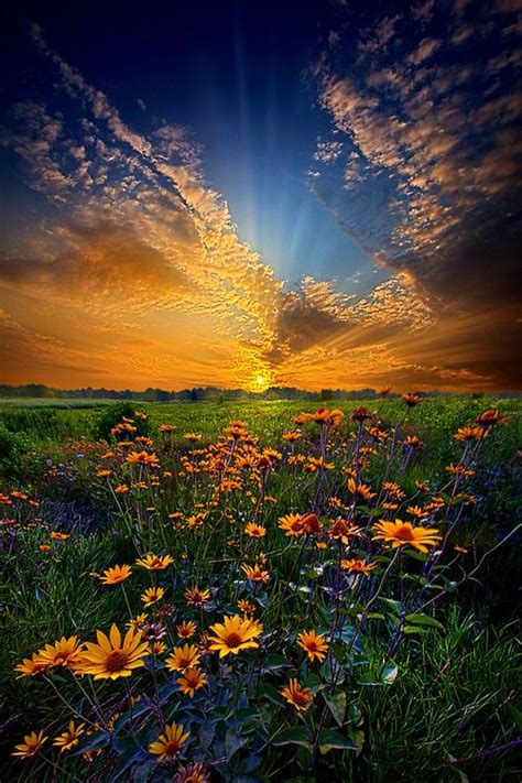 Favorite Season Daisy Dream By Phil Koch Nature