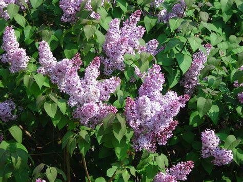 How To Grow Lilacs For Spring Color Dengarden