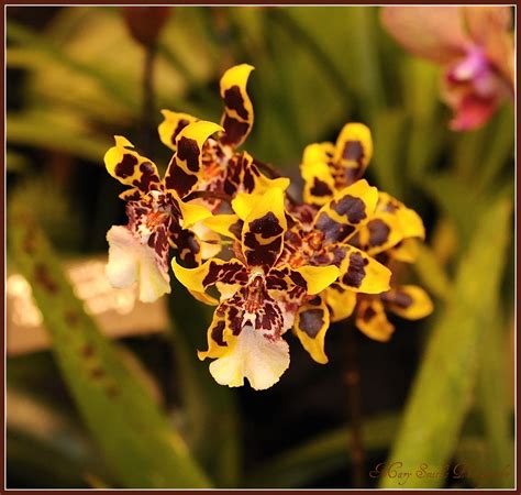 Oncidium Orchids I Visited The Orchid Show At The Toront Flickr