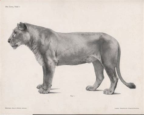 The biceps brachii muscle gets its name from its two origins, or immovable ends. 1922 Lion Anatomy Print Feline Illustration Female Lion ...