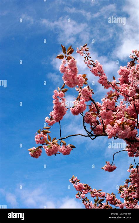 Pink Cherry Blossoms Stock Photo Alamy