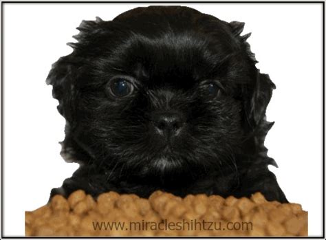 The main ingredients are bison and venison, both fantastic sources of the best value dog food for small breeds such as your shih tzu is stella and chewy's freeze dried dog food, delivering a combination of sharp price. Feeding Your Shih Tzu