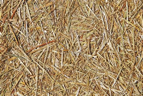 Dry Straw Featuring Dry Straw And Yellow High Quality Abstract