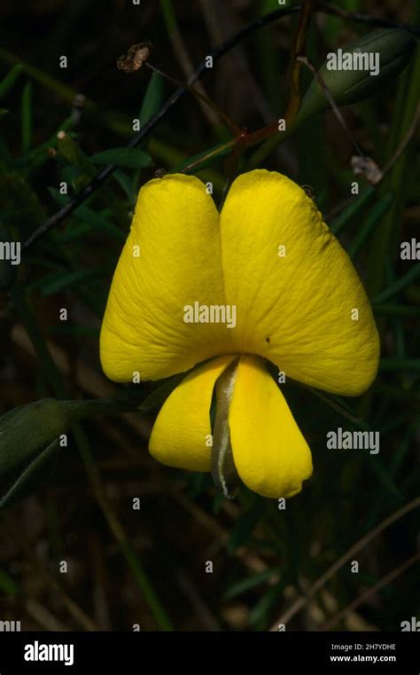 Common Wedge Pea Gompholobium Huegelii Is A Fairly Ordinary Name For Such A Pretty Flower So