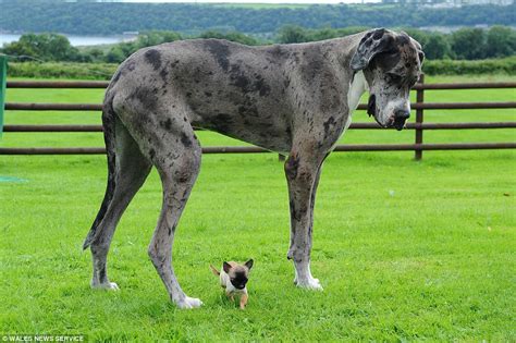 Great Dane Believed To Be The Worlds Tallest Meets Up