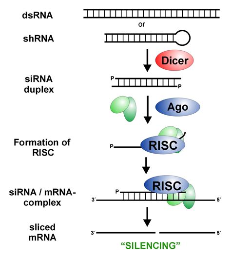 Rna Interference And Qrt Pcr