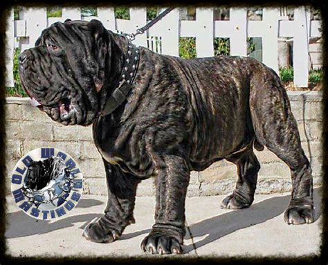 Molossus Dog Alchetron The Free Social Encyclopedia