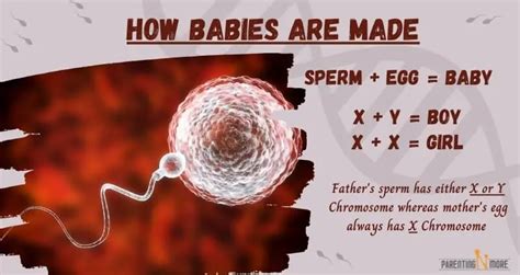 How Are Babies Made A 3 Step Guide Simplifying How Babies Are Made