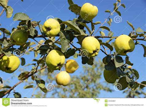 With a few exceptions, most apple varieties require another variety for pollination. Quince Royalty Free Stock Photography - Image: 33450887