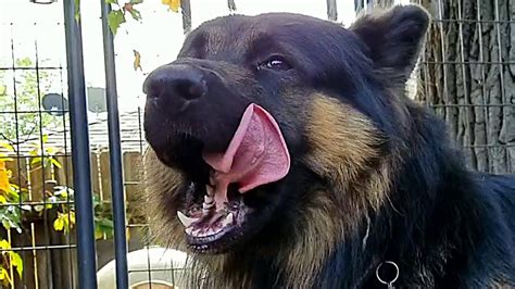 Check spelling or type a new query. Feeding RAW Food To A German Shepherd - K9 Mukbang - YouTube