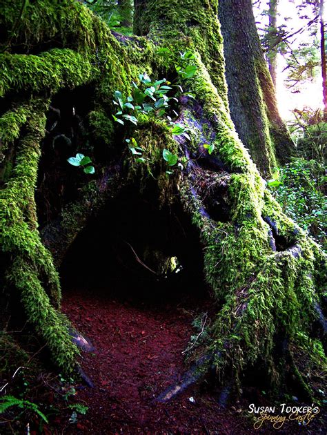 Enchanted Forest Woodland Fine Art Photography Mossy Sitka