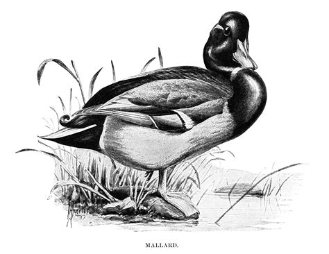 Duck Clip Art Mallard Illustration Black And White Graphics