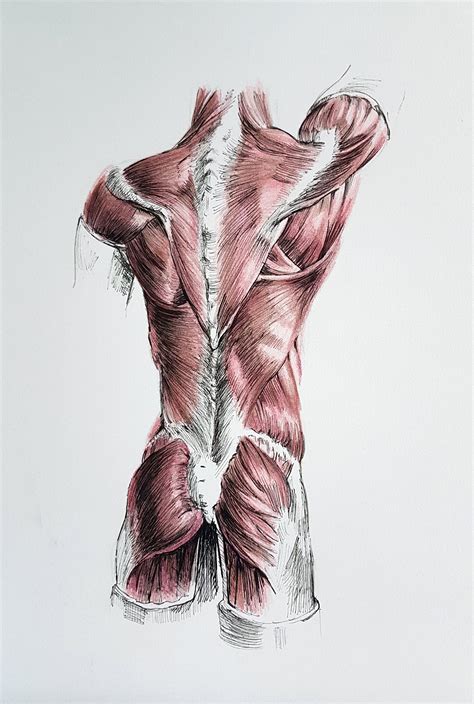 Human Back Muscles Realistic Drawingillustration By Nathanjelbert