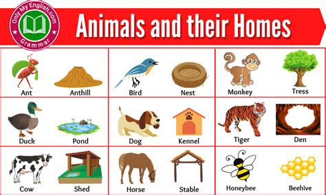 100 Animals And Their Homes Animals Home Name