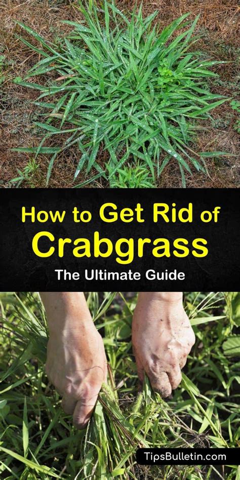 13 Clever Ways To Destroy Crabgrass Crab Grass Lawn Care Weeds Lawn