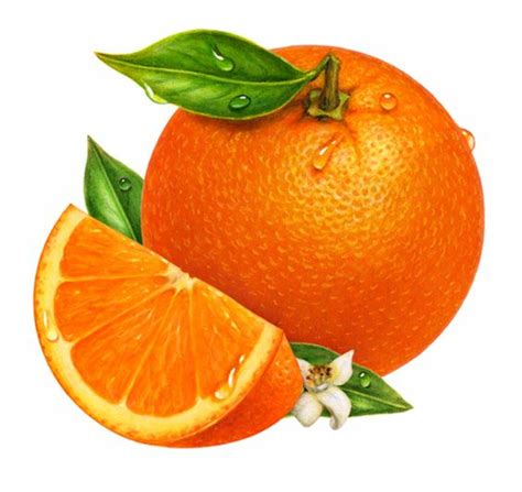 Download High Quality Fruit Clipart Orange Transparent Png Images Art