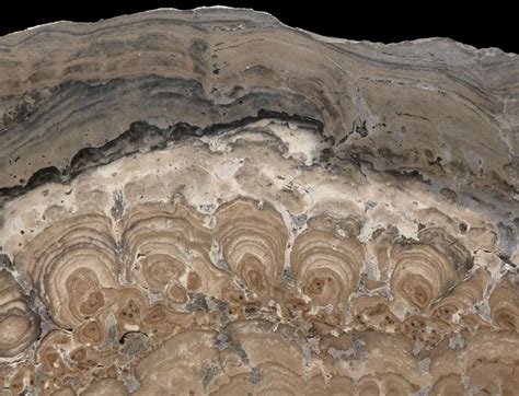 Stromatolite Fossil Cyanobacteria Permian Stromatolites Fossils