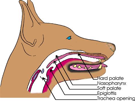 Rohm on anatomy of the mouth and throat: Pharynx in Pets | Safari Veterinary Care Centers in League ...