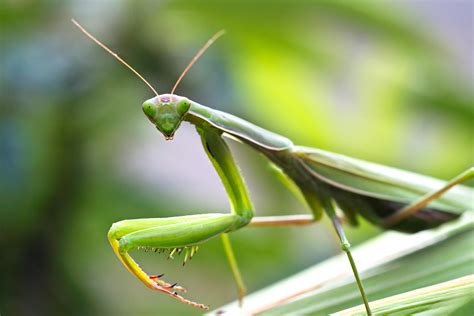 Praying Mantis Genus And Species